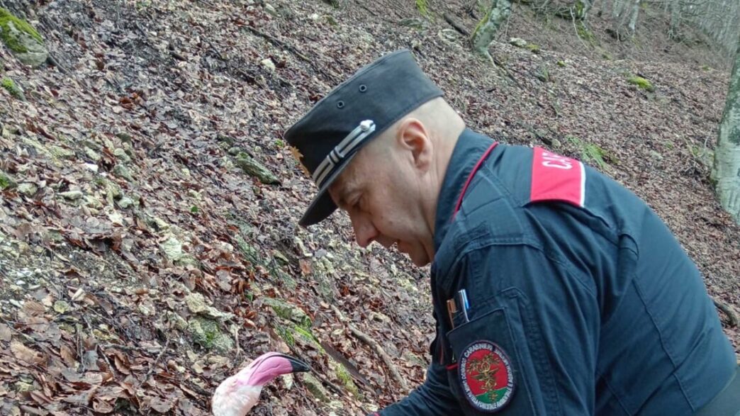 Fenicotteri rosa si schiantano