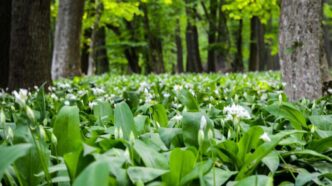 L27allerta per la raccolta ille