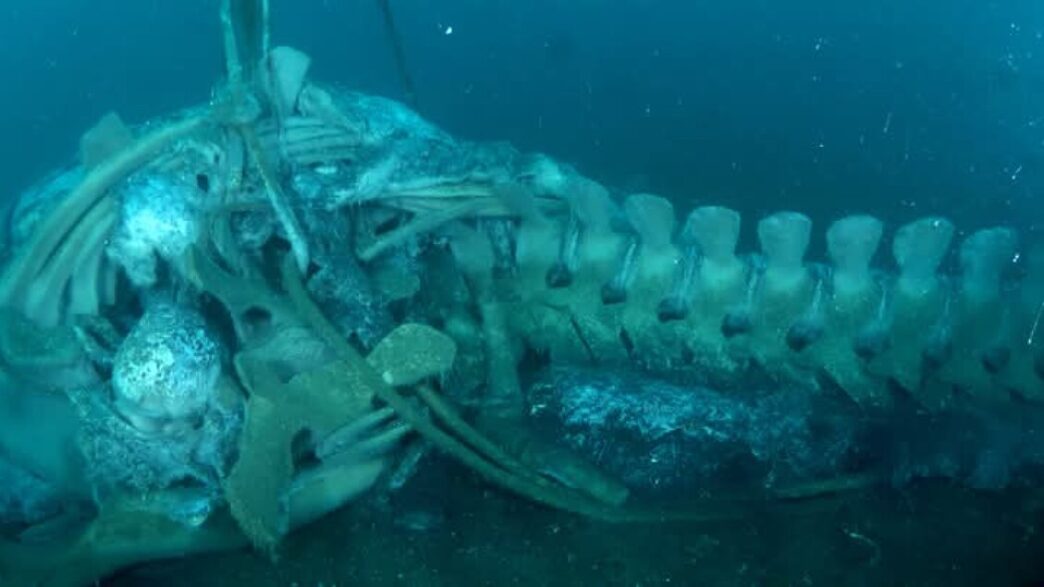 La balenottera comune spiaggia