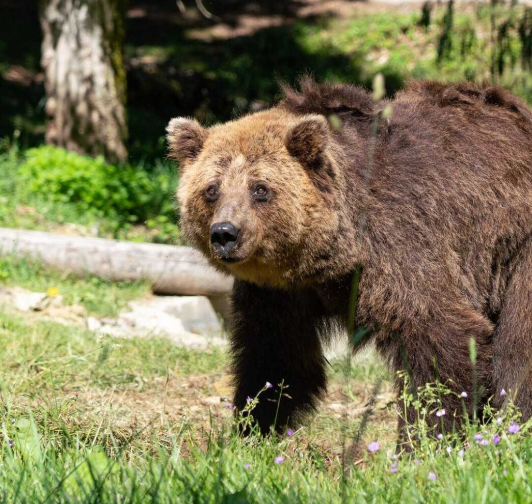 Morta l27orsa Nina3A una storia