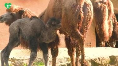 Nuovo nato al Bioparco di Roma