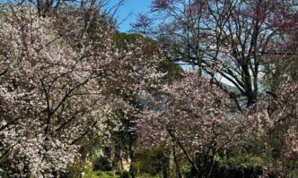 Riapre il Giardino di Ninfa3A L