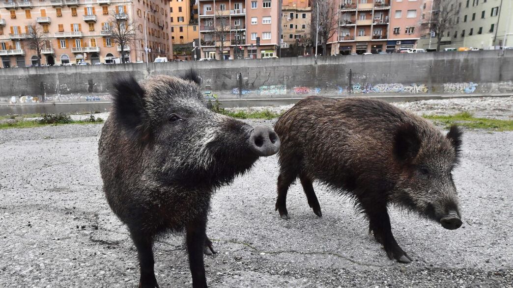 Tragico incontro con un cinghi