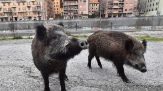 Tragico incontro con un cinghi