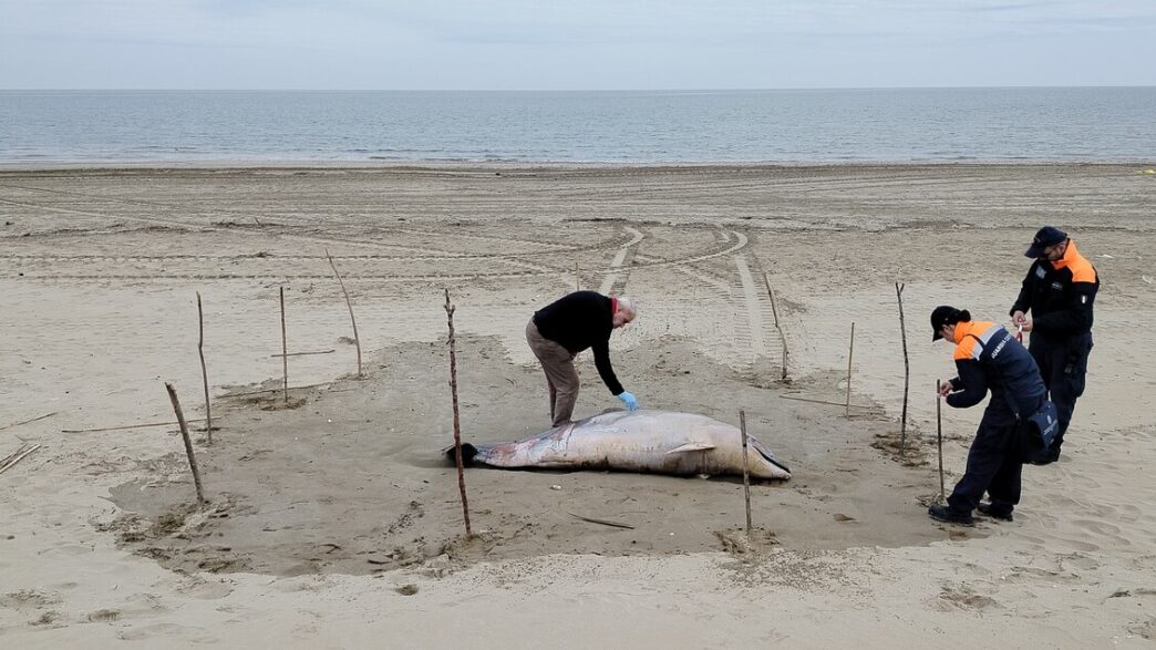 Tursiope spiaggiato a Rimini3A