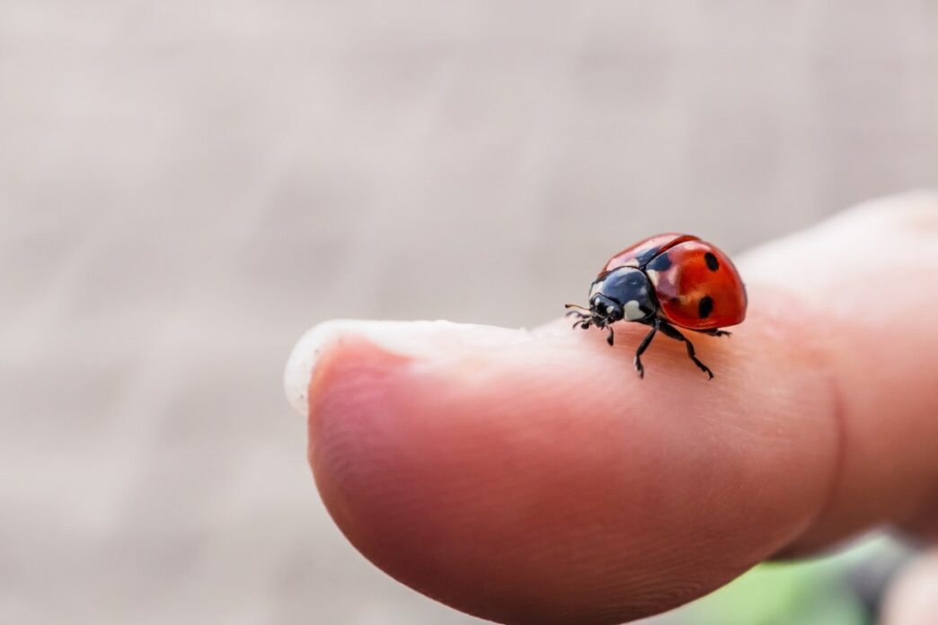 Coccinella in casa