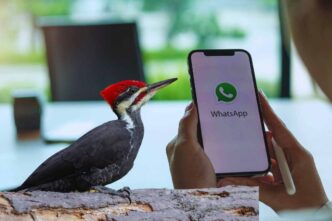 la modalità picchio di whatsapp